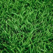 Cavalier Zoysia – All Seasons Turf Grass