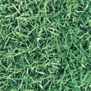 Cavalier Zoysia – All Seasons Turf Grass