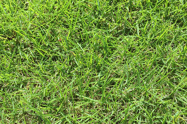 Grasses – All Seasons Turf Grass